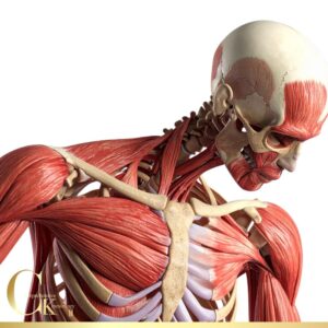 CKII Second Degree Payment in full (SAVE $2,501.50)